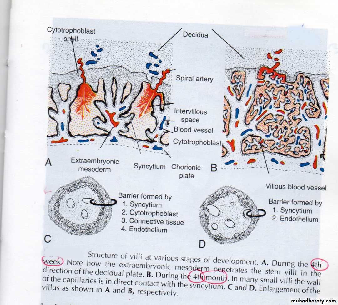 General embryology