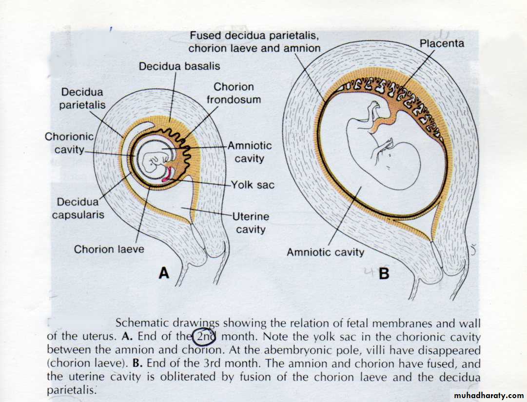 General embryology