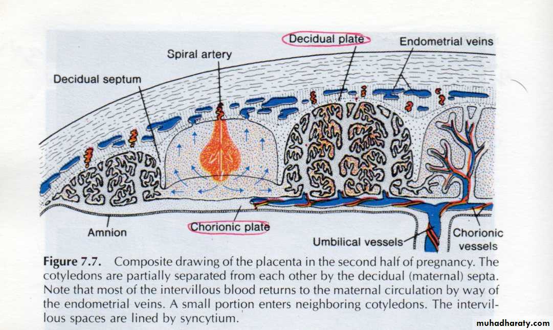 General embryology