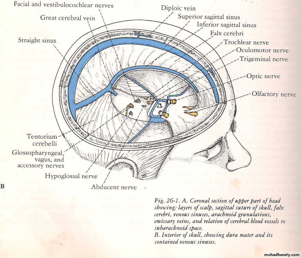 Neuro anatomy