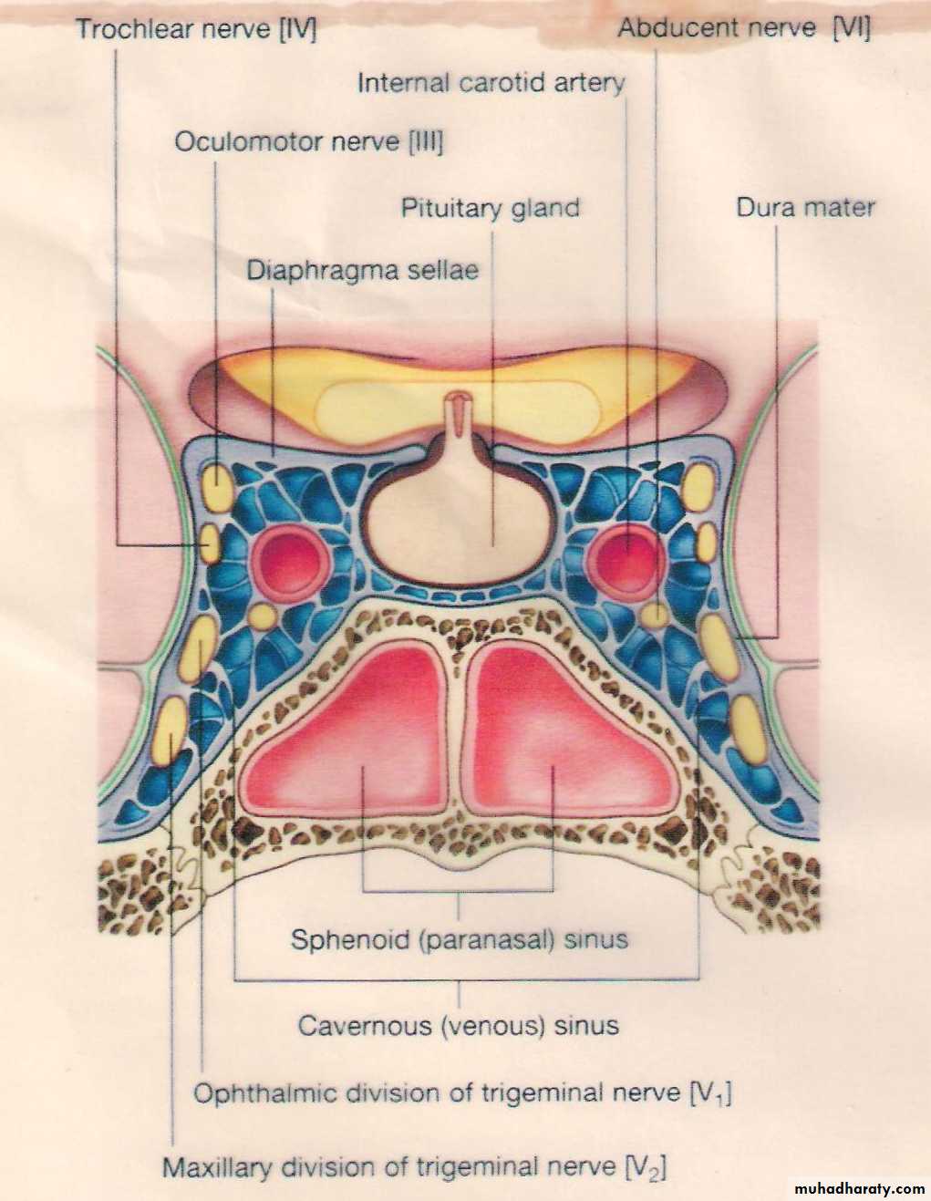 Neuro anatomy