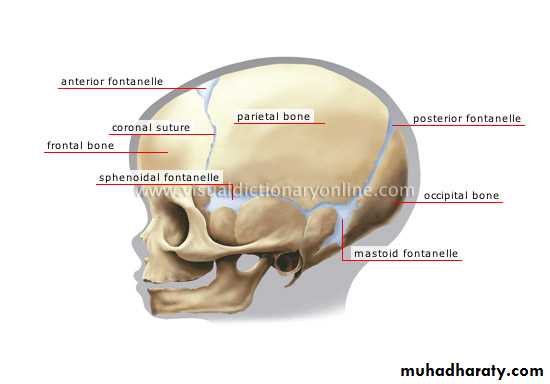 anatomy of normal pelvis and feta skull