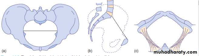 anatomy of normal pelvis and feta skull
