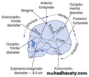 anatomy of normal pelvis and feta skull