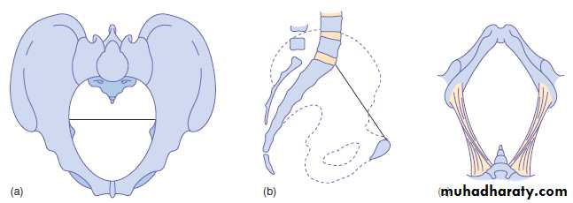 anatomy of normal pelvis and feta skull