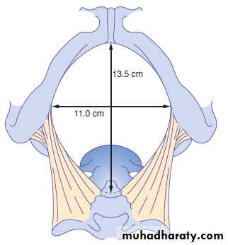 anatomy of normal pelvis and feta skull