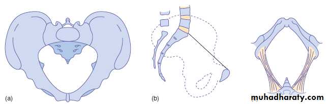 anatomy of normal pelvis and feta skull