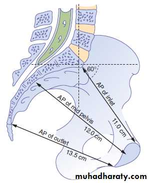anatomy of normal pelvis and feta skull
