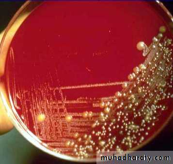 Pneumonia