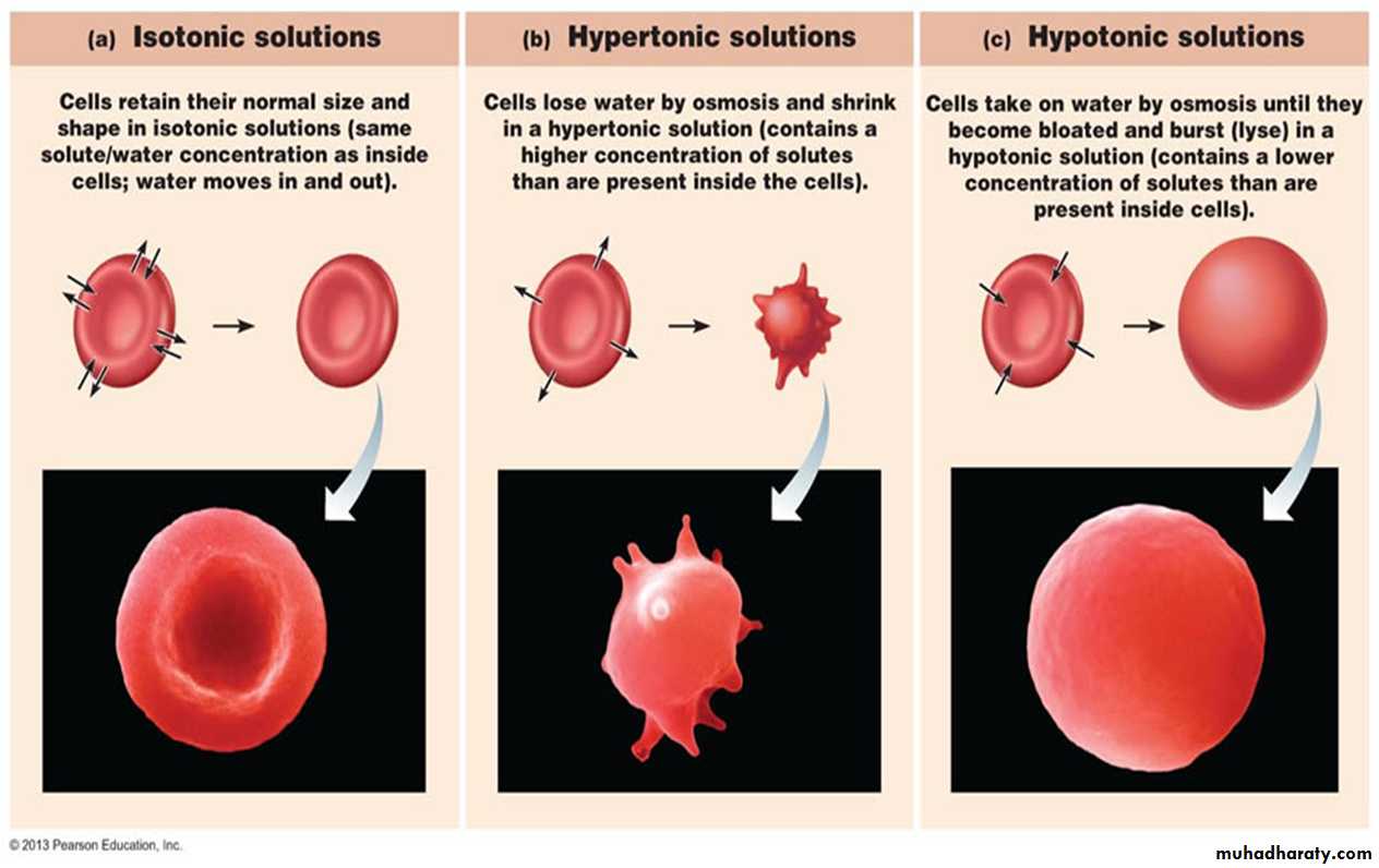 Body fluids