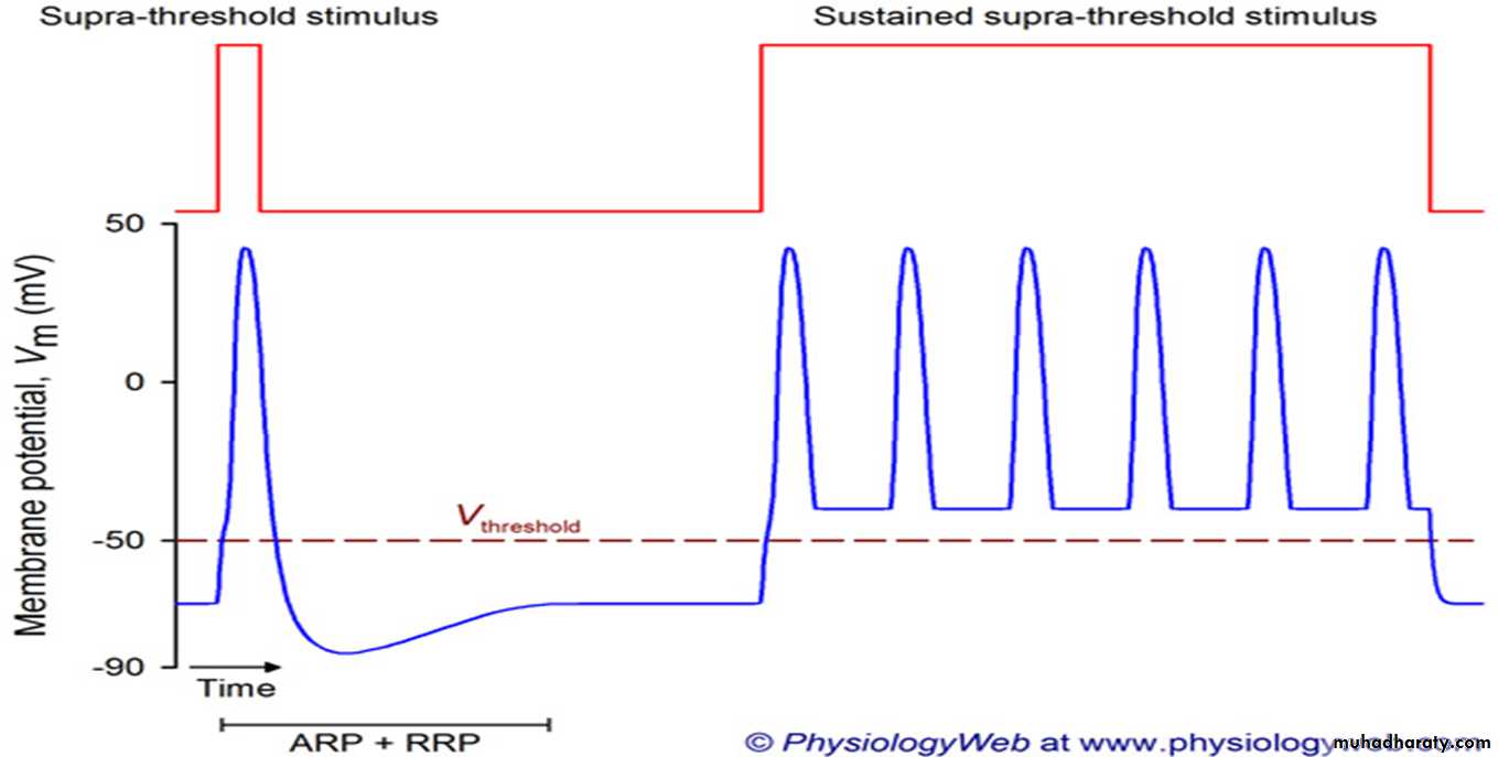 Physiology of the nerve