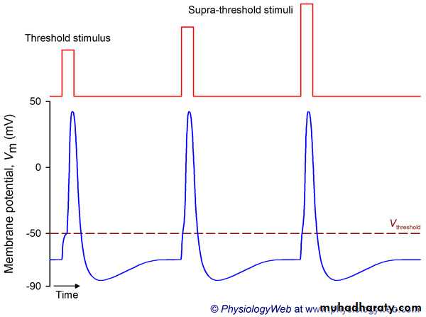 Physiology of the nerve
