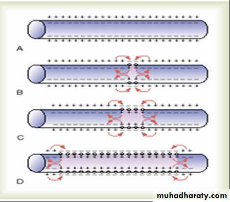 Physiology of the nerve