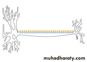 Physiology of the nerve