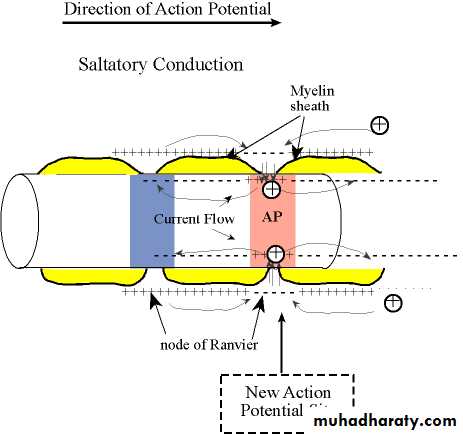 Physiology of the nerve