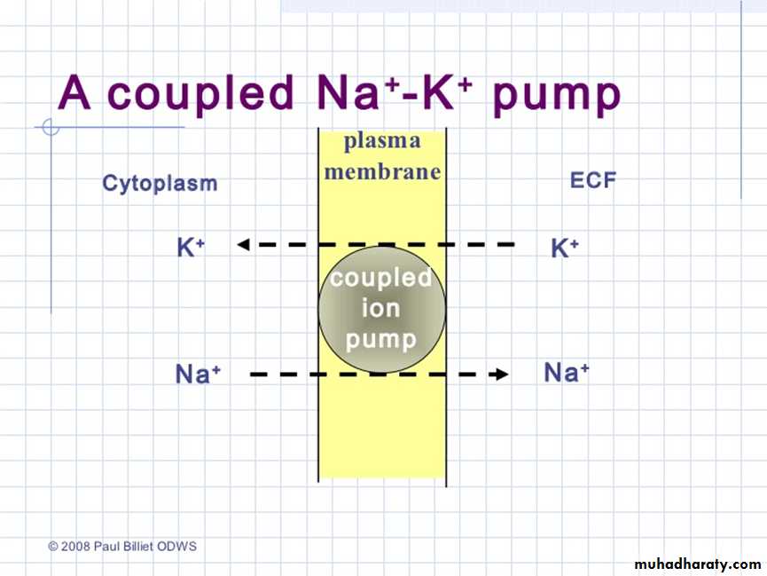 Physiology of the nerve