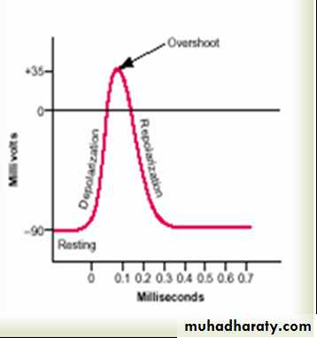 Physiology of the nerve