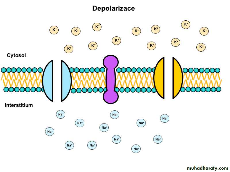 Physiology of the nerve