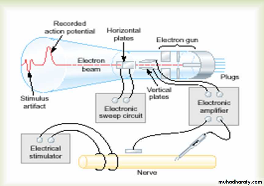 Physiology of the nerve