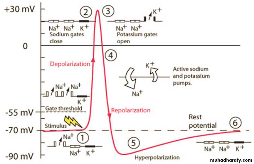 Physiology of the nerve