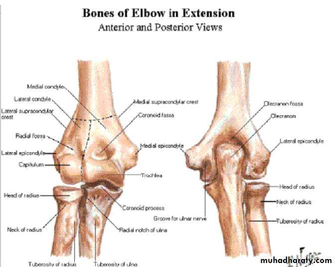 The Elbow