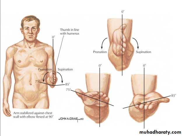 The Elbow