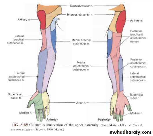 The Elbow