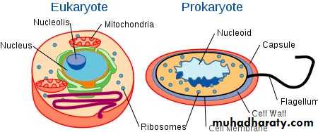 Cell Biology