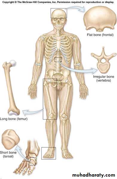 bone tissue