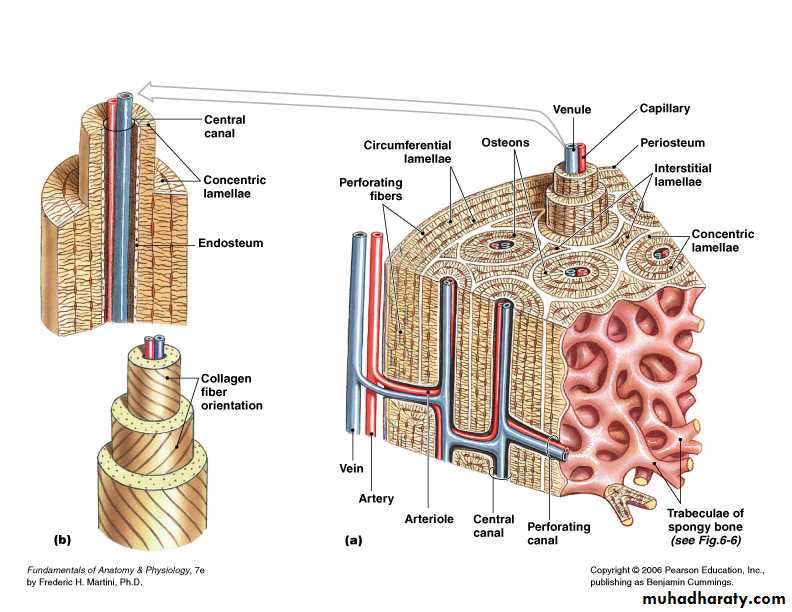 bone tissue