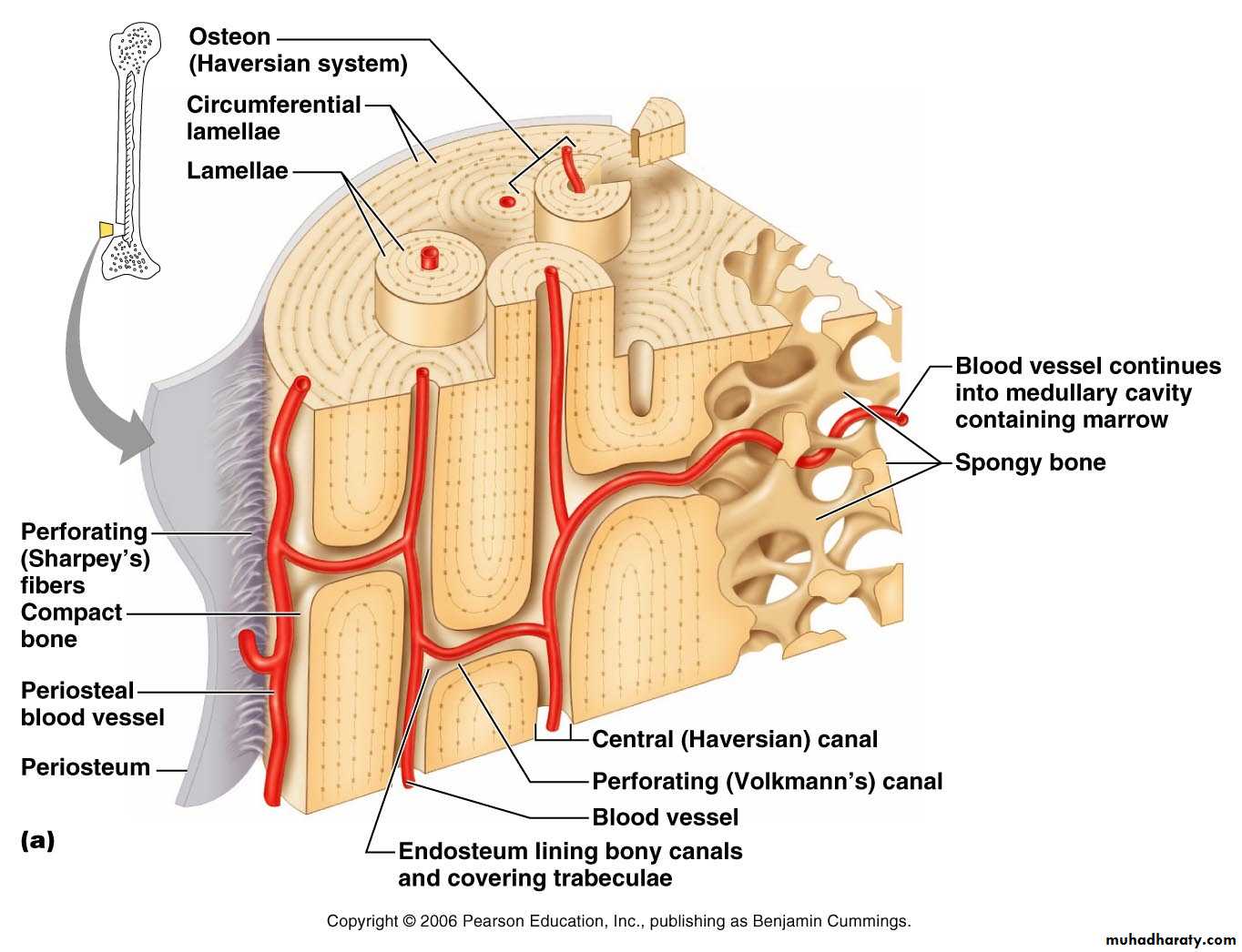 bone tissue