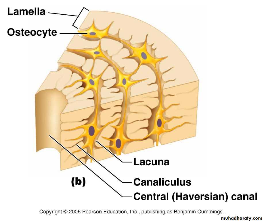 bone tissue