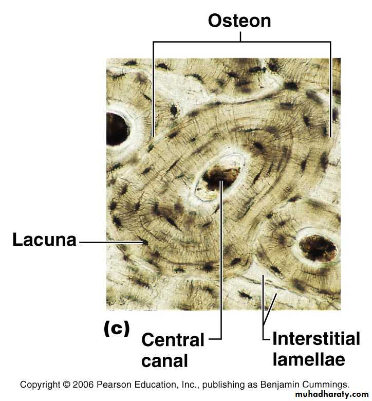 bone tissue