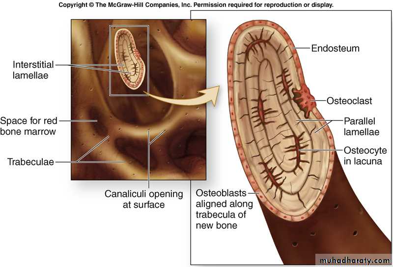bone tissue
