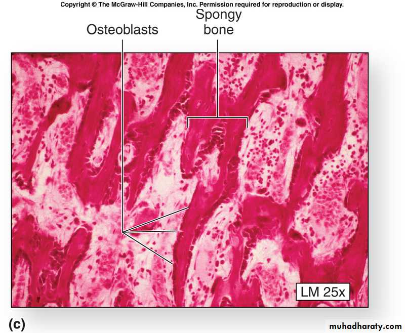 bone tissue