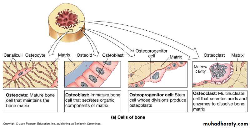 bone tissue