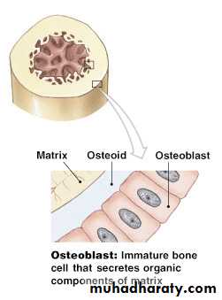 bone tissue