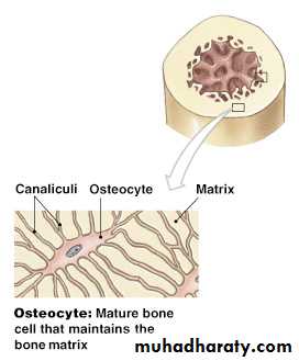 bone tissue