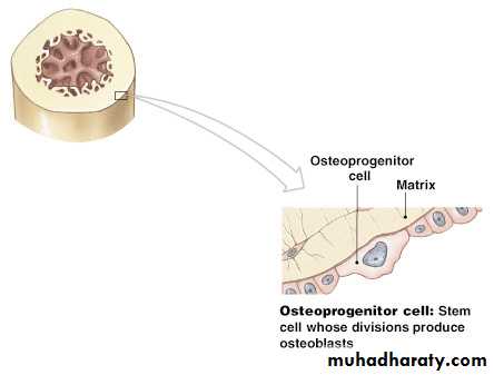 bone tissue