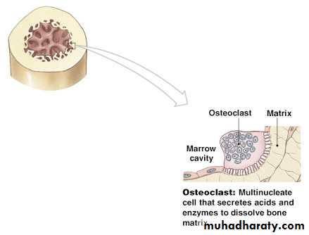 bone tissue