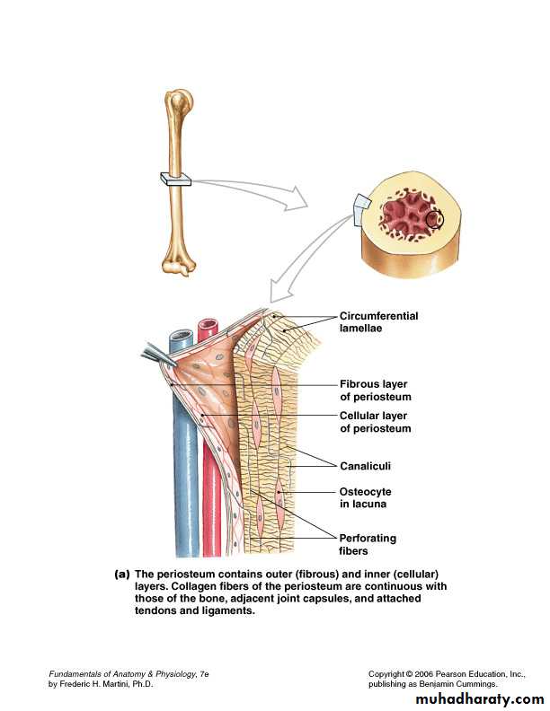 bone tissue