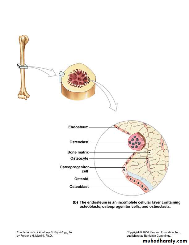 bone tissue