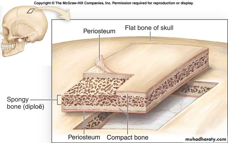 bone tissue