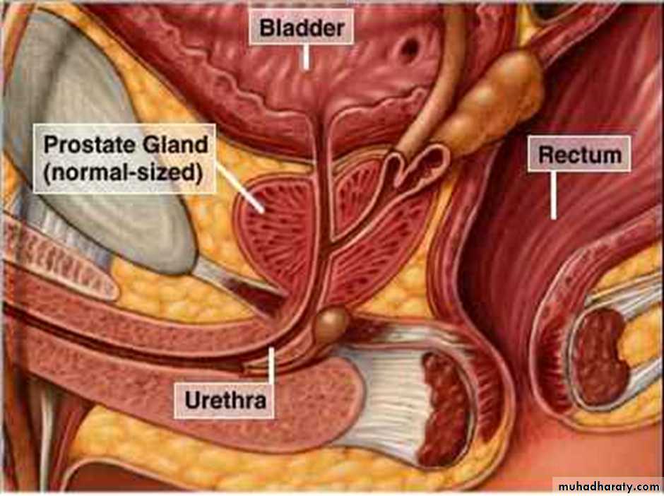 urology