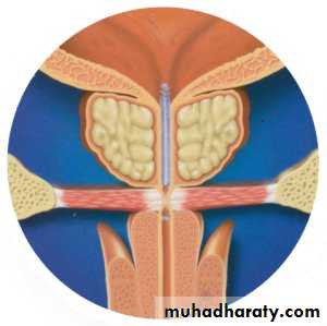 urology