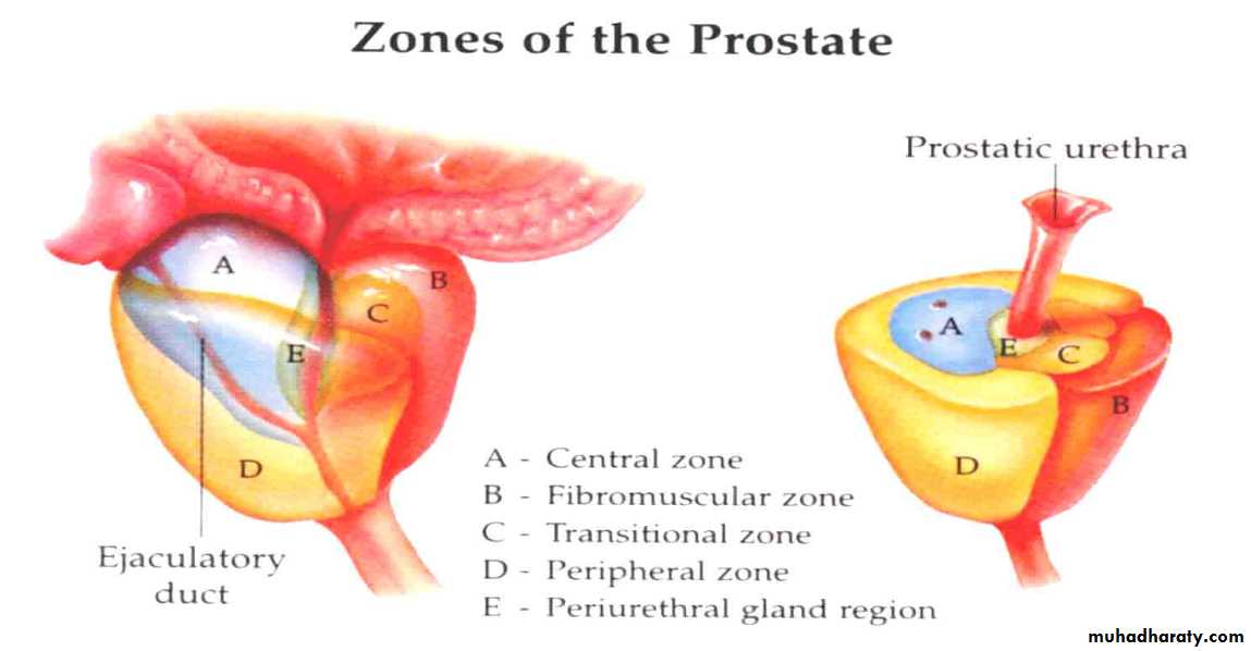 urology
