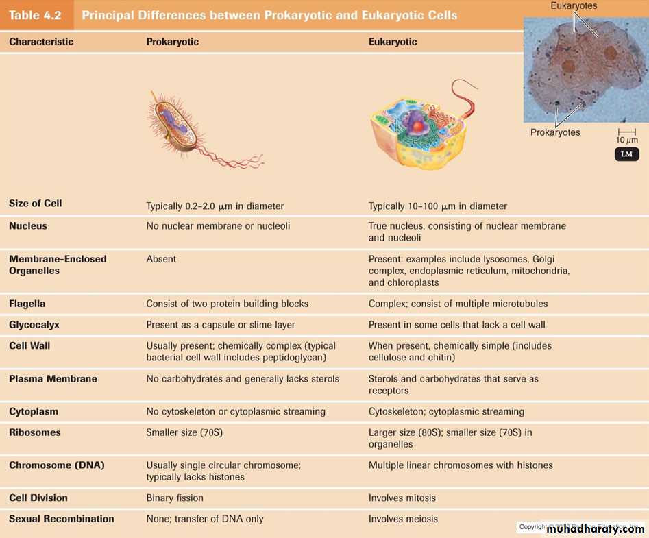 cell 1