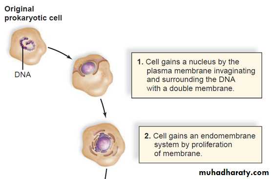 cell 1