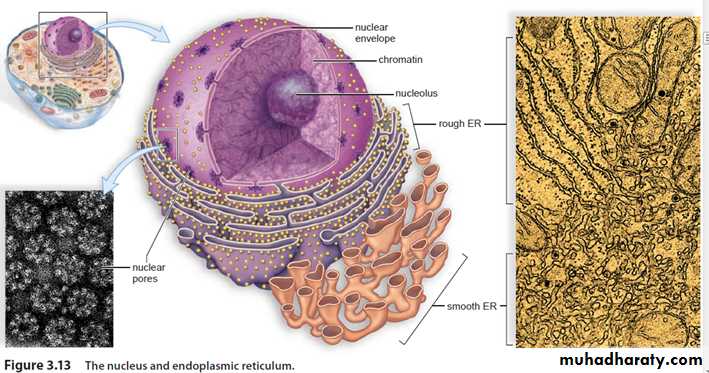 cell 1