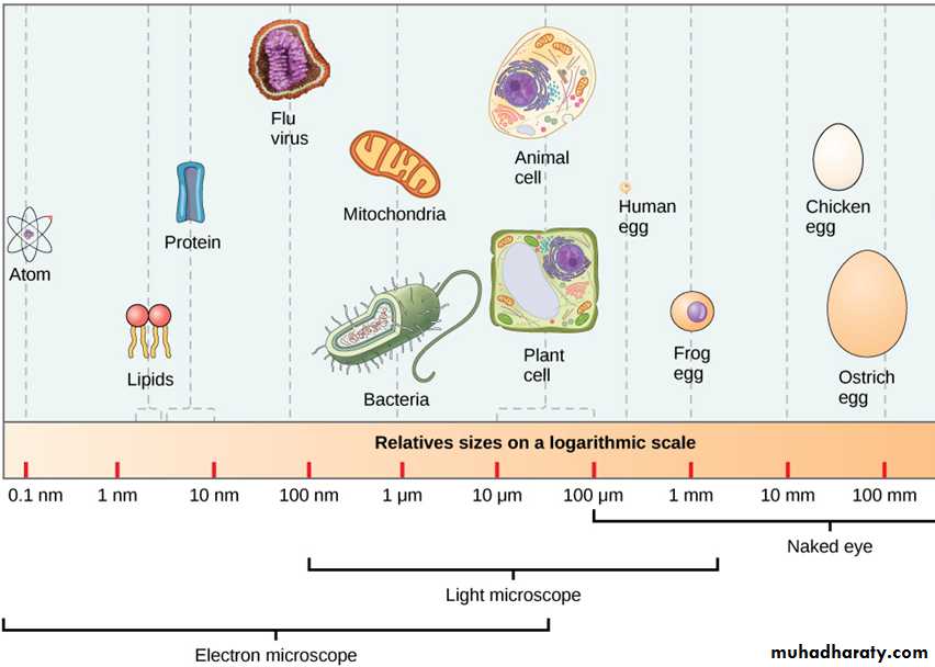 cell 1